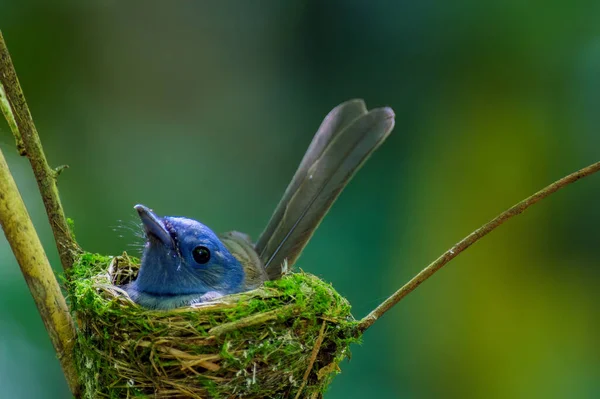 Monarque Naphtes Noirs Oiseau Bleu Dans Nid — Photo