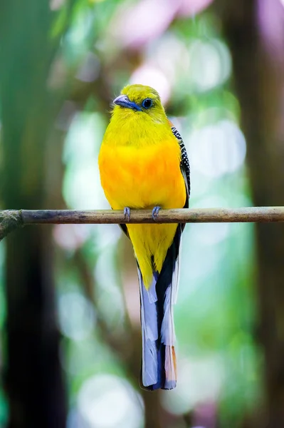 Handsome Male Orange Breasted Trogon Posing Small Branch Rain Forest — Stock Photo, Image