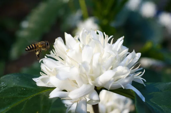 A bee flying near the white flowers of the coffee plant is very fragrant.