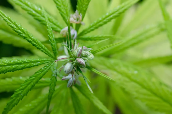 Тайський Штам Медичних Конопель Чоловічі Квіткові Бутони Cannabis Cannabis Щорічний Стокове Зображення