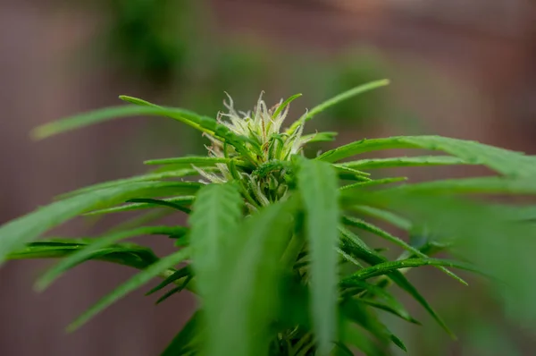 Tajski Stick Szczep Medical Cannabis Cannabis Kwiat Żeński Widocznymi Trichomes Zdjęcia Stockowe bez tantiem
