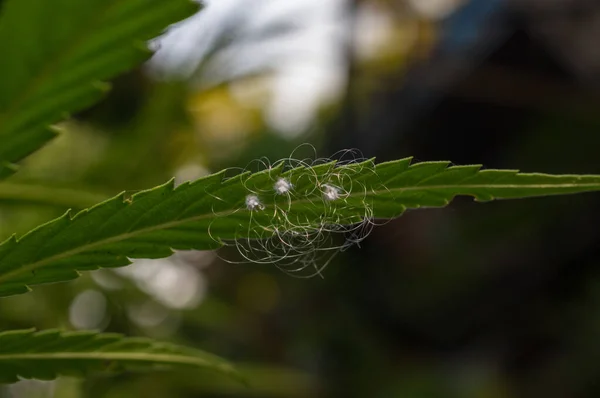 Weißer Schimmel Unter Cannabisblättern Die Symptome Der Krankheit Zeigen Sich Stockbild