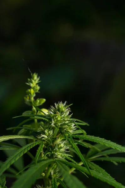 Тайський Штифт Медичних Конопель Cannabis Жіноча Квітка Видимими Трикотажами Cannabis Стокове Зображення