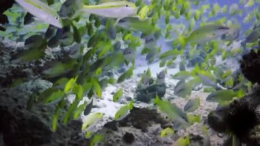 Underwater school of yellow snapper fish swimming in a rocky reef