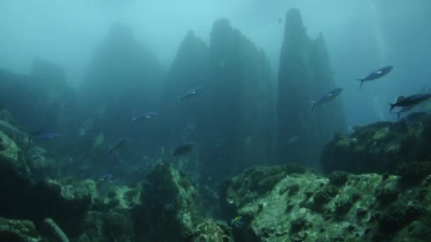 Подводный Храм Акул Сейшелах Группой Серых Акул — стоковое видео