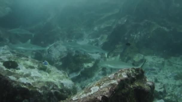 Underwater Shark Temple Seychelles Group Grey Sharks — Stock video