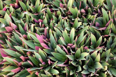 Beşikteki Musa 'nın Tradescantia uzay yapraklarının yüksek açılı görüntüsü