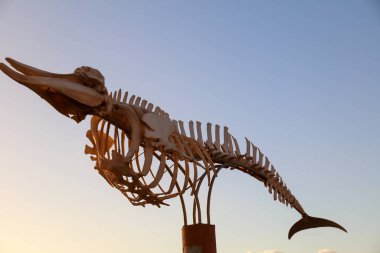 Fuerteventura sahilinde anıt olarak kullanılan balina iskeleti.