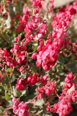 Mesane Rıhtımı 'nın pembe çiçekleri kırmızı yaprak çiçeği, Rumex vesicarius.