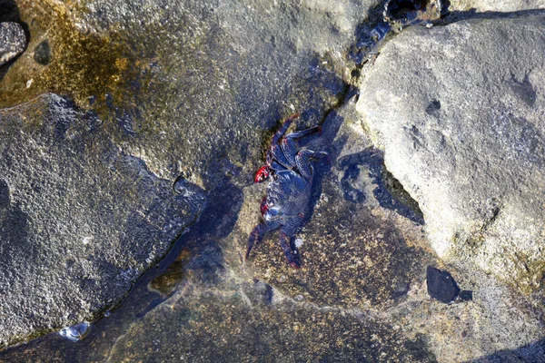 East Atlantic Sally Lightfoot Crab Grapsus Adscensionis Στον Θαλάσσιο Βράχο — Φωτογραφία Αρχείου
