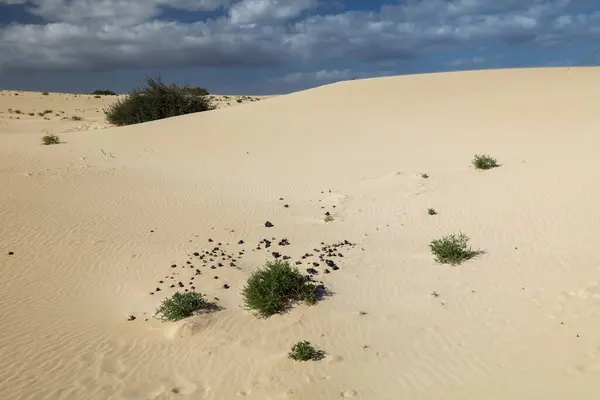 Wüstenlandschaft Mit Dünen Und Sandwellen Mit Der Pflanze Der Europäischen — Stockfoto