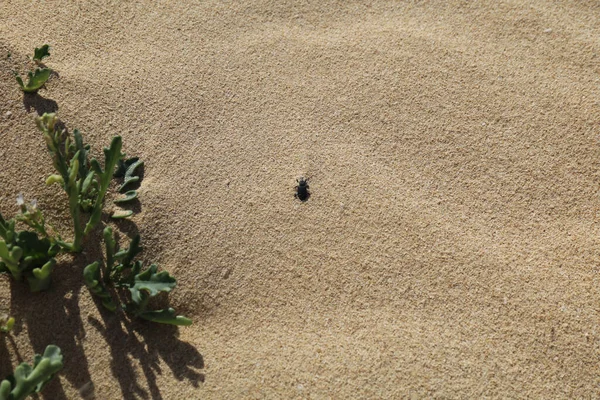 Coléoptères Dans Sable Désert Rhytideres Plicatus Charançons Nez Large Sous — Photo