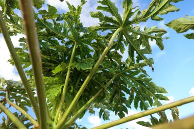 Papaya ağacının yapraklarının alçak açılı görüntüsü