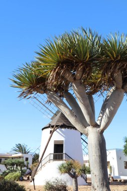 Palm Dracaena Drago 'lu eski bir İspanyol yel değirmeni, kanarya bitkisi