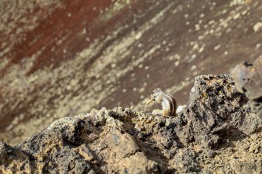 Vulkan kraterinin tepesinde yemek yiyen bir sincabın yakın çekimi..