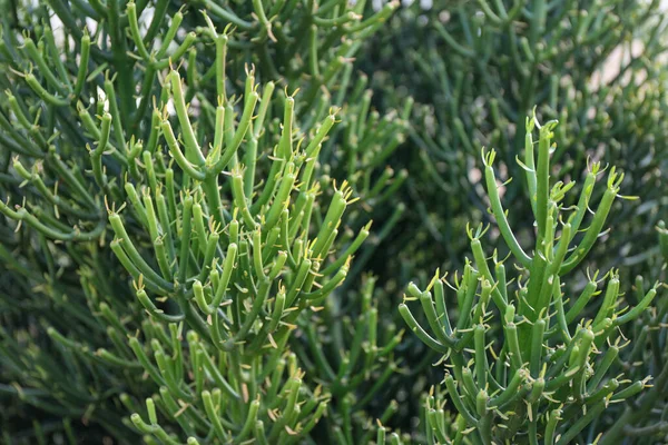Крупный План Зеленого Завода Огненной Палочки Euphorbia Tirucalli — стоковое фото