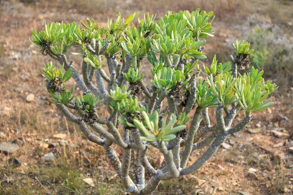 Endemický Strom Kanárských Ostrovů Svíčka Závod Kleinia Neriifolia — Stock fotografie