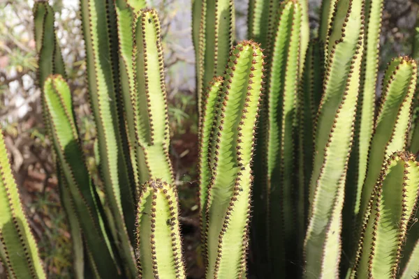 Detailní Záběr Kaktus Euphorbia Canariensis — Stock fotografie