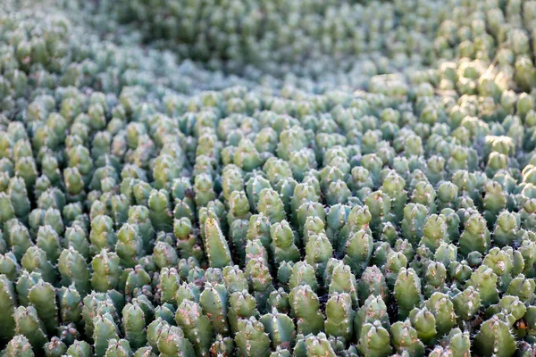 Koberec Kaktusů Euforbia Resinifera — Stock fotografie