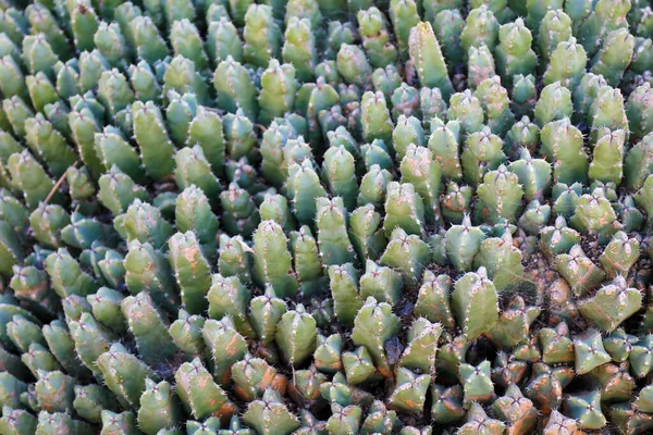 Alfombra Cactus Euphorbia Resinifera —  Fotos de Stock