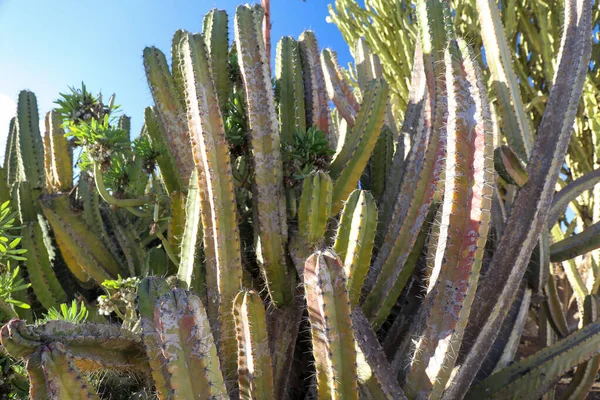 Dettaglio Primo Piano Del Cactus Euphorbia Resinifera — Foto Stock
