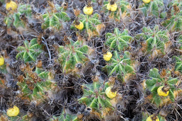 Detailní Záběr Skupiny Kaktusů Ferokactus Robustus Shora — Stock fotografie