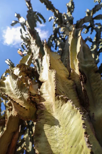 Detailní Záběr Kaktus Euphorbia Lactea Modrou Oblohou Zády — Stock fotografie