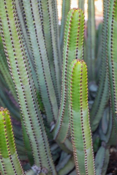 Euphorbia Canariensis Kaktusz Közeli Részletei — Stock Fotó