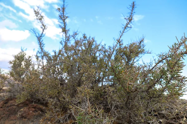 Колючая Растение Южной Boxthorn Lycium Intricatum — стоковое фото