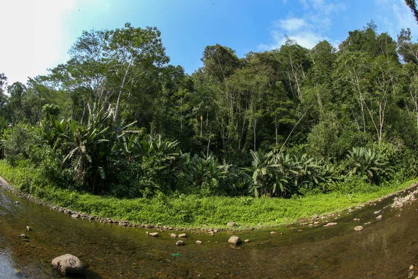 Tropisch Regenwoud Aan Waterkant — Stockfoto