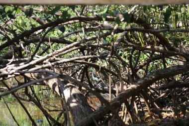 Mangrov ağacı arasındaki ormanda Büyük Egret (Ardea alba)
