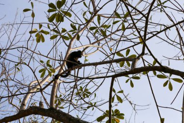 Siluette bir ağacın üzerinde Uluyan Maymun (Alouatta palliata) mantolu