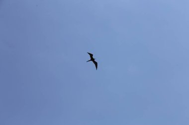 Muhteşem Frigat kuşu uçuyor. Aşağıdan görüntüle