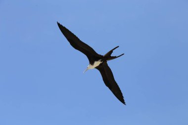 Muhteşem Frigat kuşu uçuyor. Aşağıdan görüntüle