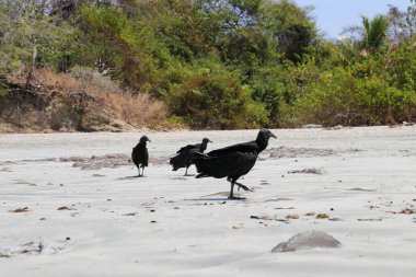 Kara Akbaba (Coragyps atratus) Guanacaste, Kosta Rika sahilinde yürüyor