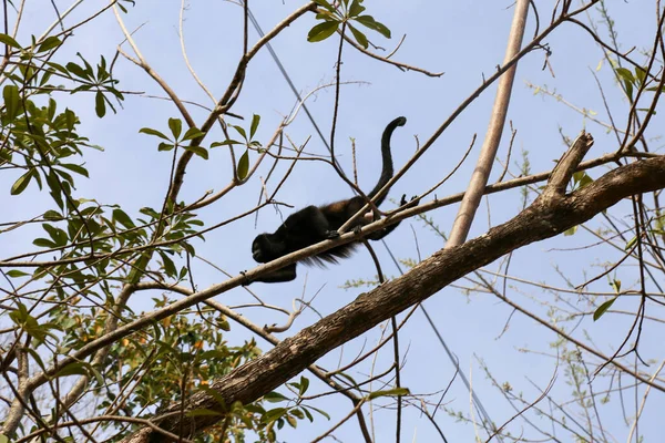 Siluette bir ağacın üzerinde Uluyan Maymun (Alouatta palliata) mantolu