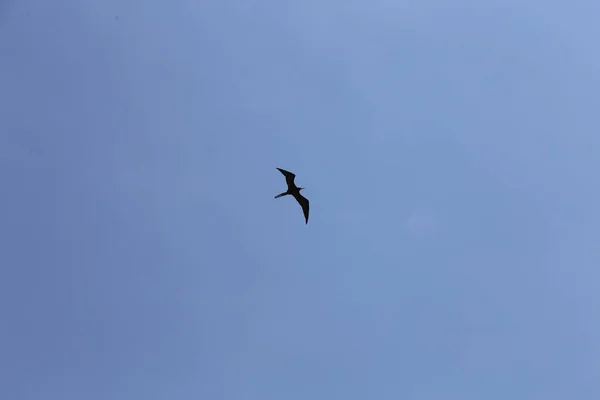 Nádherné Létání Frigatebird Pohled Zdola — Stock fotografie