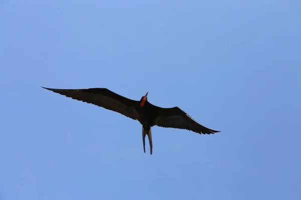 Nádherné Létání Frigatebird Pohled Zdola — Stock fotografie