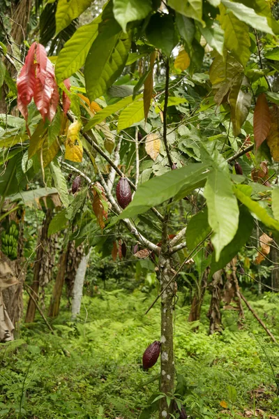 Kakao Ağacı Theobroma Kakaosunun Çiftliğinde Meyve Kırmızı Yapraklı Kakao Ağacı — Stok fotoğraf