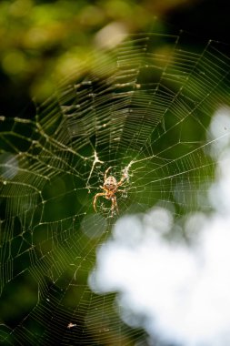 Bahçedeki örümcek ağındaki bahçe örümceğine Araneus diadematus yaygın olarak Avrupa bahçe örümceği olarak adlandırılır.