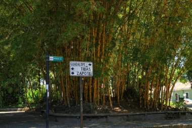 Parktaki Bambu bitkisinin yön işaretleri var..