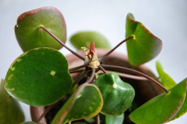 Close-up of Chinese Money Plant in Indoor house with flower, Pilea peperomioides,