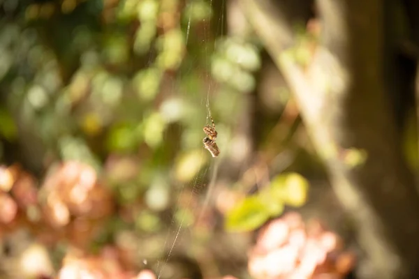 Garden spider on the spiderweb with prey in the garden, Araneus diadematus is commonly called the European garden spider, cross orbweaver