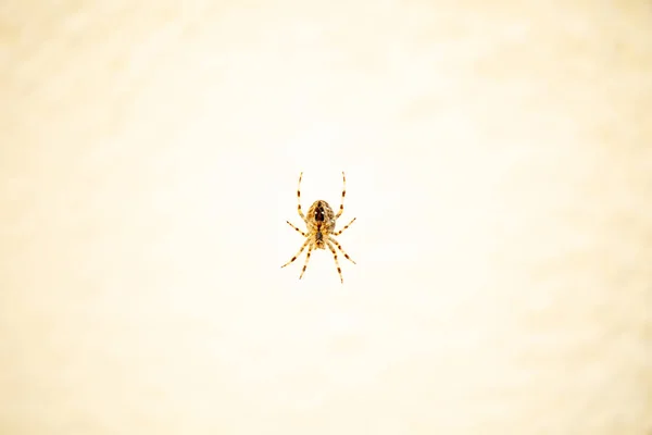 Αράχνη Κήπου Φωτεινό Φόντο — Φωτογραφία Αρχείου