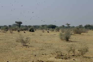 Mesquite ağacı (Neltuma juliflora) ve Akbaba Rajasthan 'daki Bikaner ulusal parkında uçuyorlar.