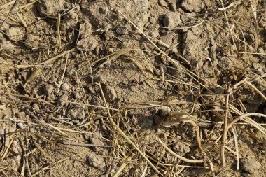 Kurak toprağın üzerinde saman ve Sahra karıncaları.