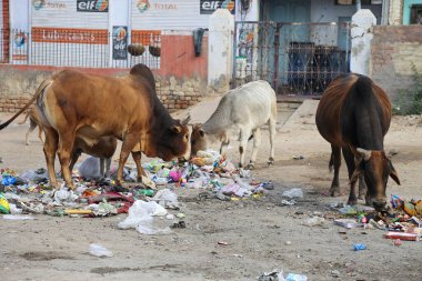 Sokaktaki inek plastik çöp yiyor.