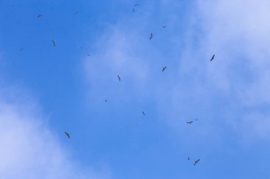 Mavi gökyüzünde uçan bir Akbaba sürüsü (Neophron percnopterus). Aşağıdan görüntüle