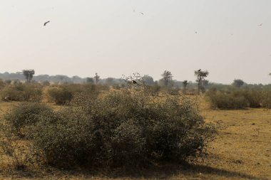 Mesquite ağacı (Neltuma juliflora) Rajasthan 'daki Bikaner milli parkında kuşlarla birlikte