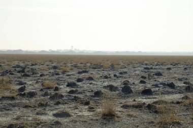 Vahşi bir bölgede çim olmayan çorak iklim çölleri.